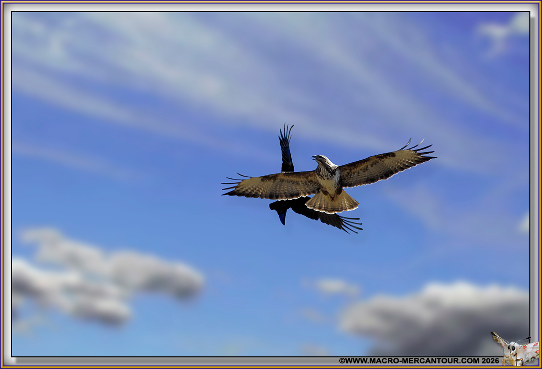 BUSE variable 